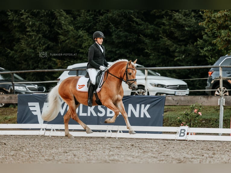 Haflinger Hengst 5 Jaar 149 cm Vos in Hallein