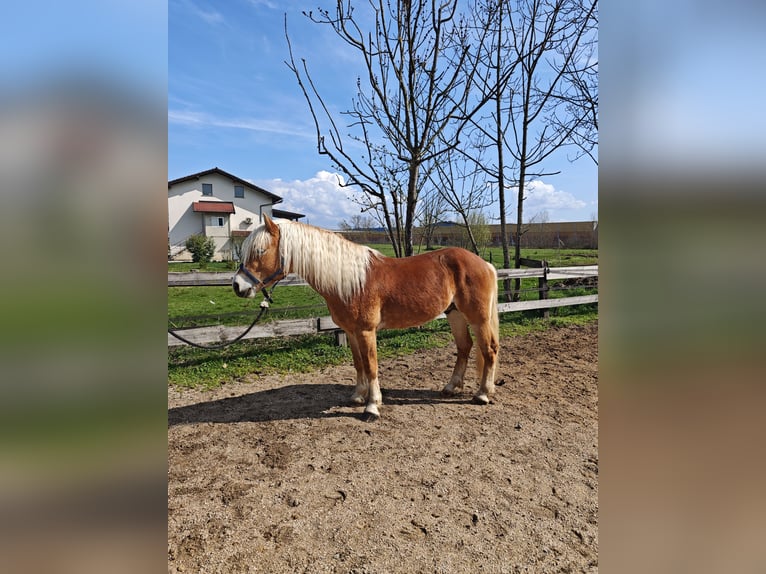 Haflinger Hengst 5 Jaar 153 cm Donkere-vos in Ljubljana