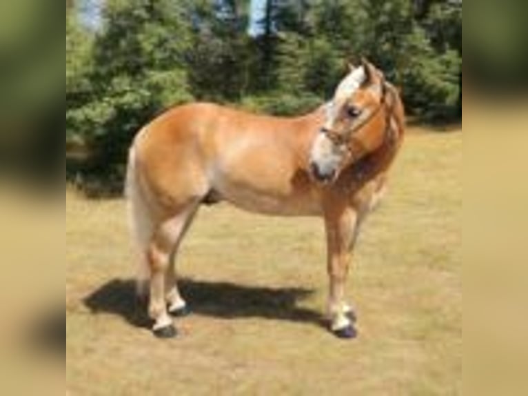 Haflinger Hengst 5 Jahre 142 cm Rotfuchs in texas