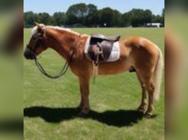 Haflinger Hengst 5 Jahre 142 cm Rotfuchs in texas