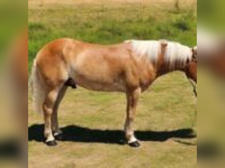 Haflinger Hengst 5 Jahre 142 cm Rotfuchs in texas