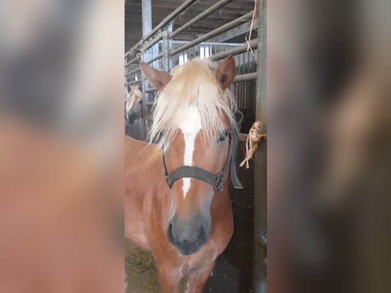 Haflinger Hengst 5 Jahre 147 cm Fuchs in Niederzier