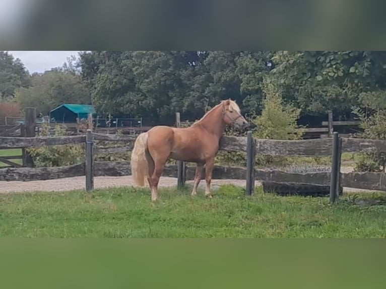 Haflinger Hengst 5 Jahre 147 cm Fuchs in Niederzier