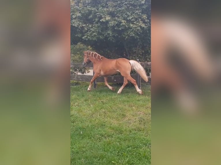 Haflinger Hengst 5 Jahre 147 cm Fuchs in Niederzier