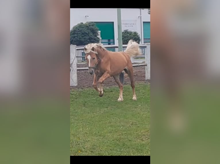 Haflinger Hengst 5 Jahre 147 cm Fuchs in Niederzier