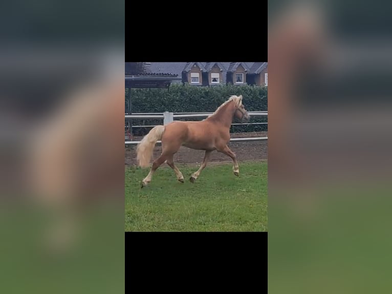 Haflinger Hengst 5 Jahre 147 cm Fuchs in Niederzier