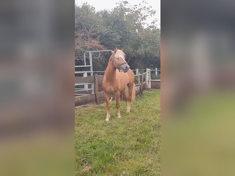 Haflinger Hengst 5 Jahre 147 cm Fuchs in Niederzier