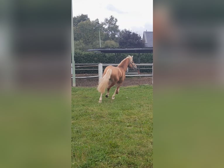 Haflinger Hengst 5 Jahre 147 cm Fuchs in Niederzier