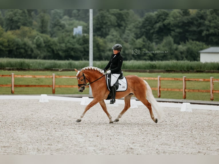 Haflinger Hengst 5 Jahre 149 cm Fuchs in Hallein
