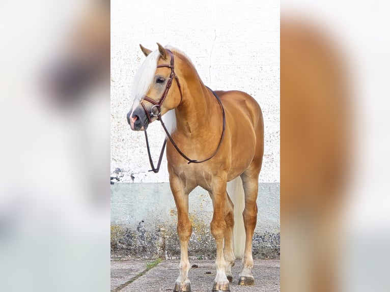 Haflinger Hengst 5 Jahre 153 cm in Someren