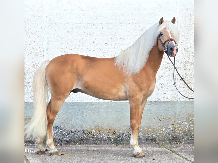 Haflinger Hengst 5 Jahre 153 cm in Someren