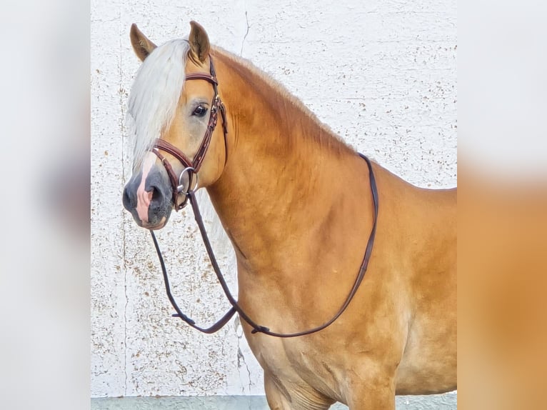 Haflinger Hengst 5 Jahre 153 cm in Someren
