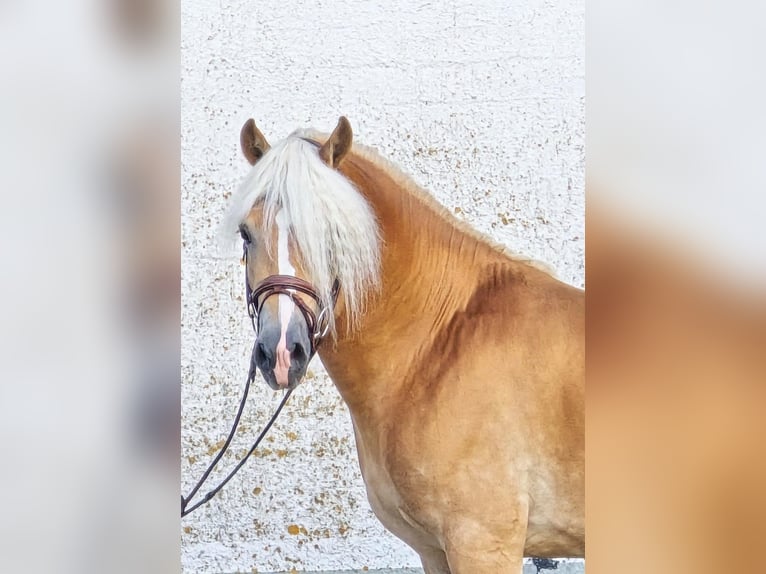 Haflinger Hengst 5 Jahre 153 cm in Someren