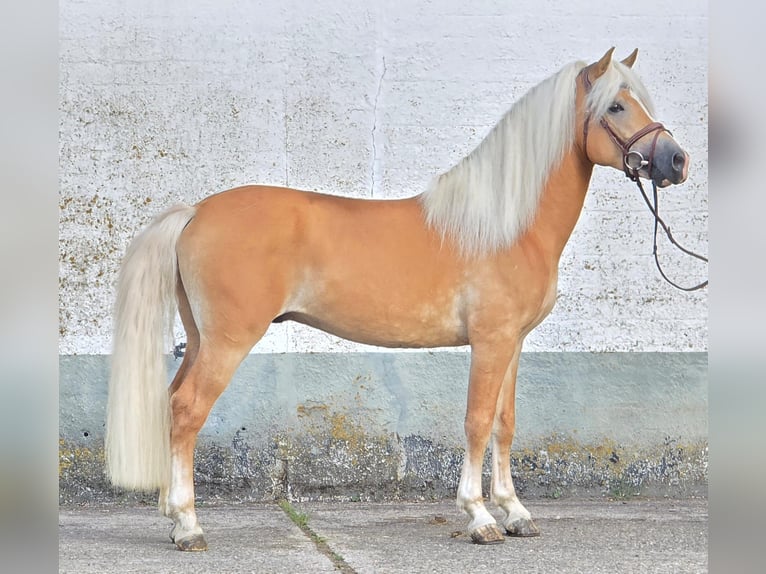 Haflinger Hengst 5 Jahre 153 cm in Someren
