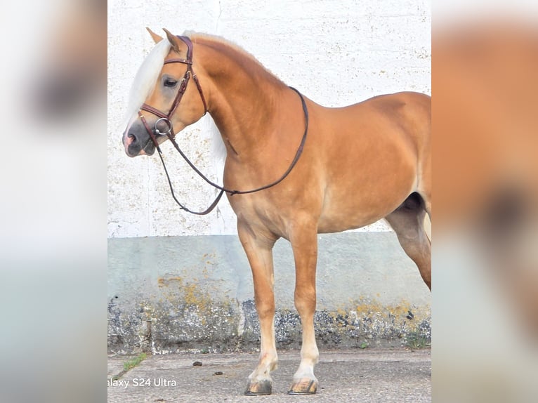 Haflinger Hengst 5 Jahre 153 cm in Someren