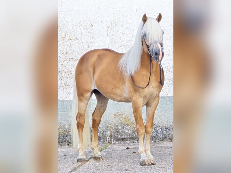 Haflinger Hengst 5 Jahre 153 cm in Someren
