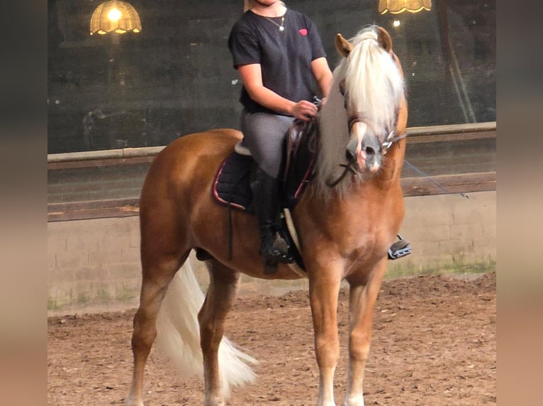 Haflinger Hengst 5 Jahre 153 cm in Someren