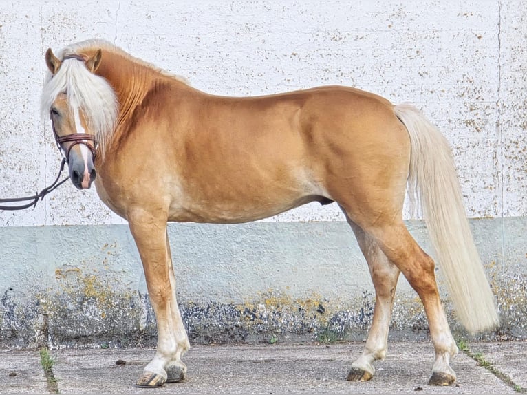 Haflinger Hengst 5 Jahre 153 cm in Someren