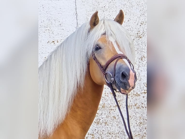 Haflinger Hengst 5 Jahre 153 cm in Someren