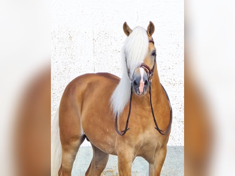 Haflinger Hengst 5 Jahre 153 cm in Someren