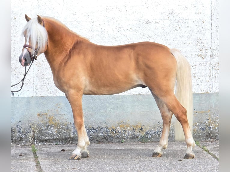 Haflinger Hengst 5 Jahre 153 cm in Someren
