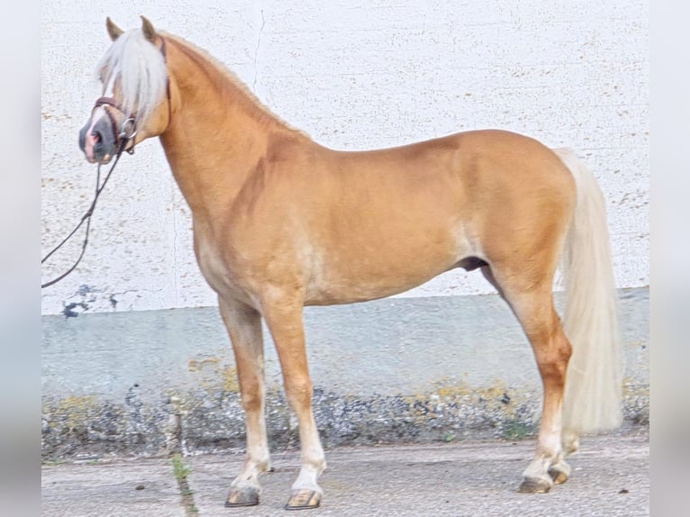 Haflinger Hengst 5 Jahre 153 cm in Someren