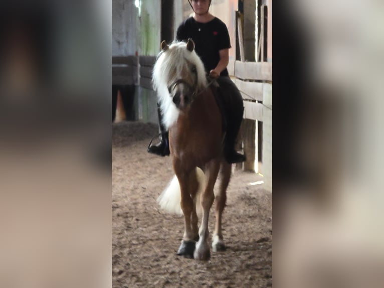 Haflinger Hengst 5 Jahre 153 cm in Someren