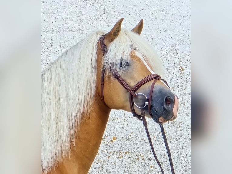 Haflinger Hengst 5 Jahre 153 cm in Someren