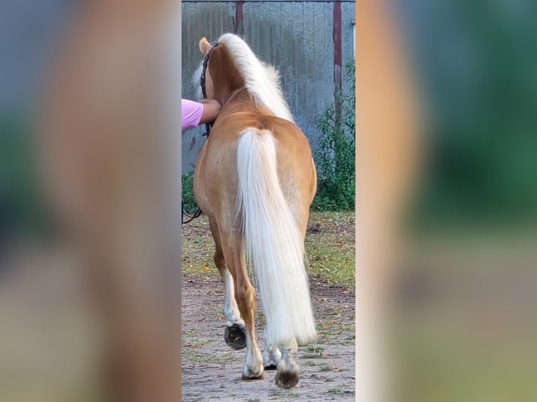 Haflinger Hengst 5 Jahre 153 cm in Someren