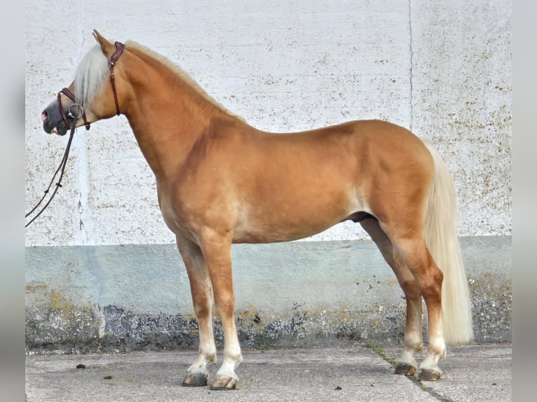 Haflinger Hengst 5 Jahre 153 cm in Someren