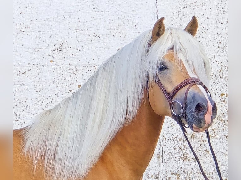 Haflinger Hengst 5 Jahre 153 cm in Someren