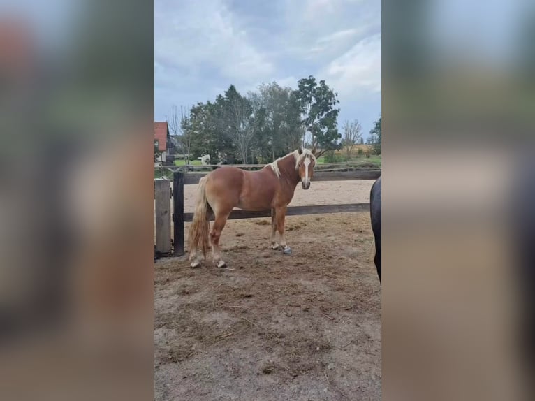 Haflinger Hengst 5 Jahre 155 cm Dunkelfuchs in Ljubljana