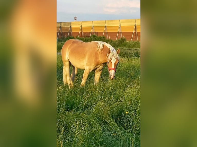 Haflinger Hengst 5 Jahre 155 cm Dunkelfuchs in Ljubljana