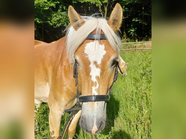 Haflinger Mix Hengst 6 Jaar 139 cm Donkerbruin in Frankfurt am Main