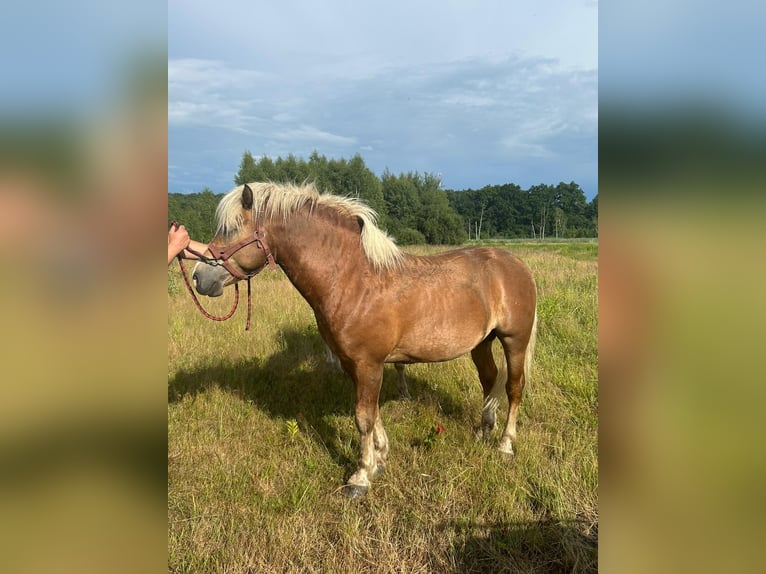 Haflinger Hengst 6 Jaar 149 cm Lichtbruin in Żarki Wielkie