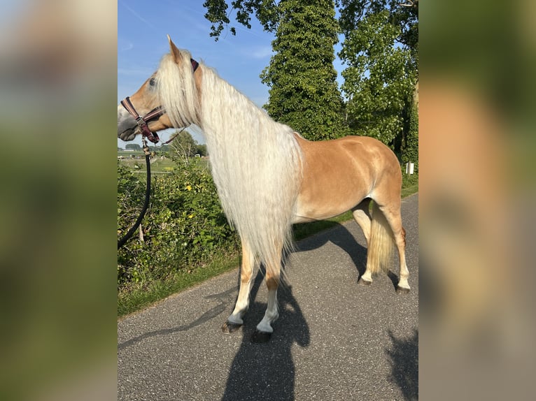 Haflinger Hengst 6 Jaar 155 cm Vos in Hellevoetsluis