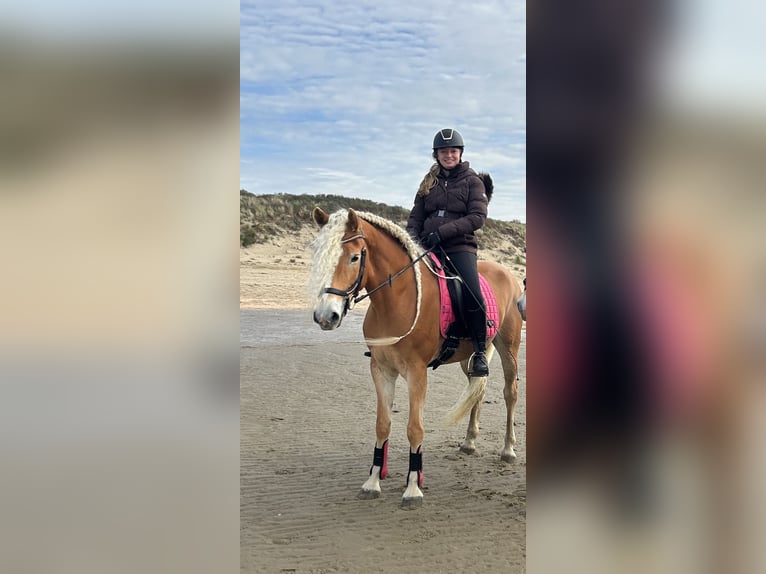 Haflinger Hengst 6 Jaar 155 cm Vos in Hellevoetsluis