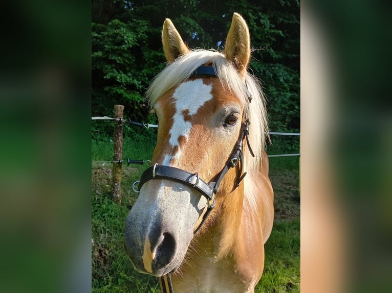 Haflinger Mix Hengst 6 Jahre 139 cm Dunkelbrauner in Frankfurt am Main
