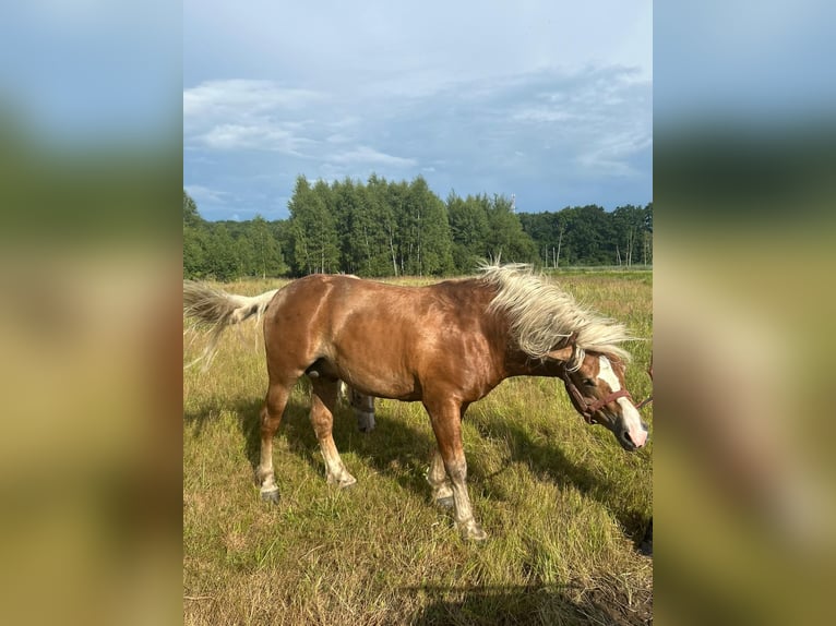 Haflinger Hengst 6 Jahre 149 cm Hellbrauner in Żarki Wielkie