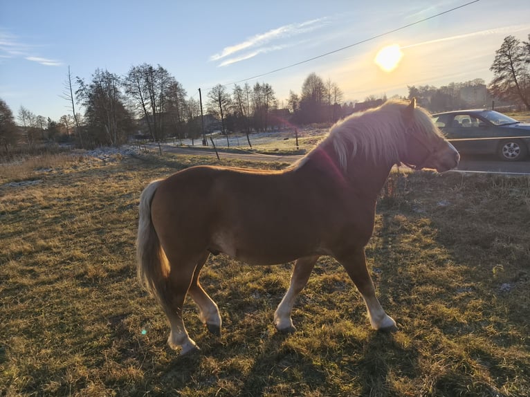 Haflinger Hengst 6 Jahre 149 cm Hellbrauner in Żarki Wielkie