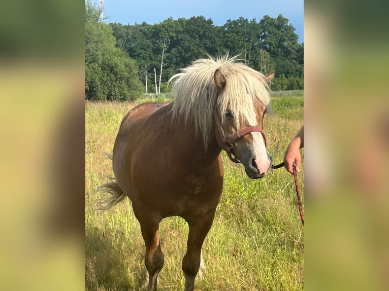 Haflinger Hengst 6 Jahre 149 cm Hellbrauner in Żarki Wielkie