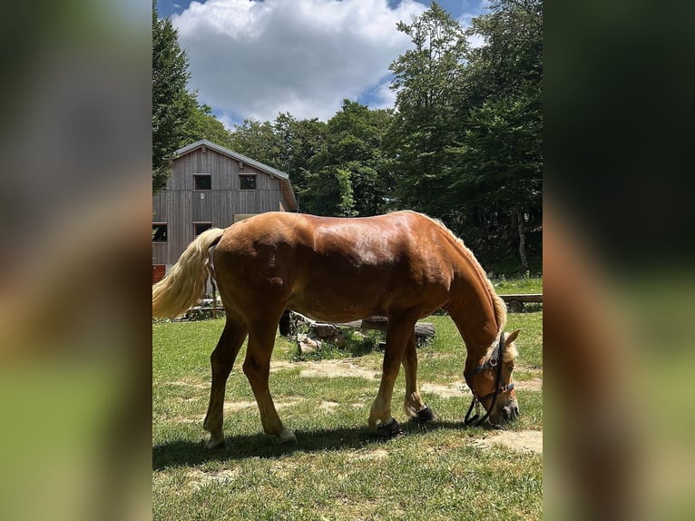 Haflinger Hengst 6 Jahre 150 cm Dunkelfuchs in Postojna