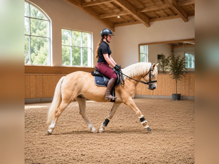Haflinger Hengst 6 Jahre 150 cm Fuchs in Pelmberg