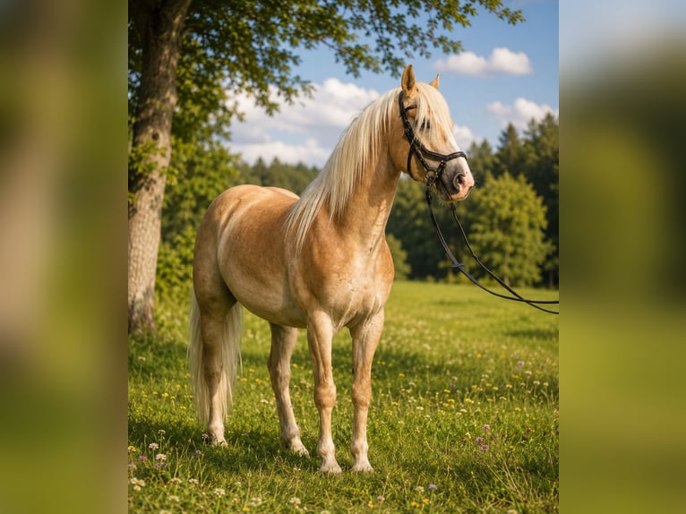 Haflinger Hengst 6 Jahre 150 cm Fuchs in Pelmberg