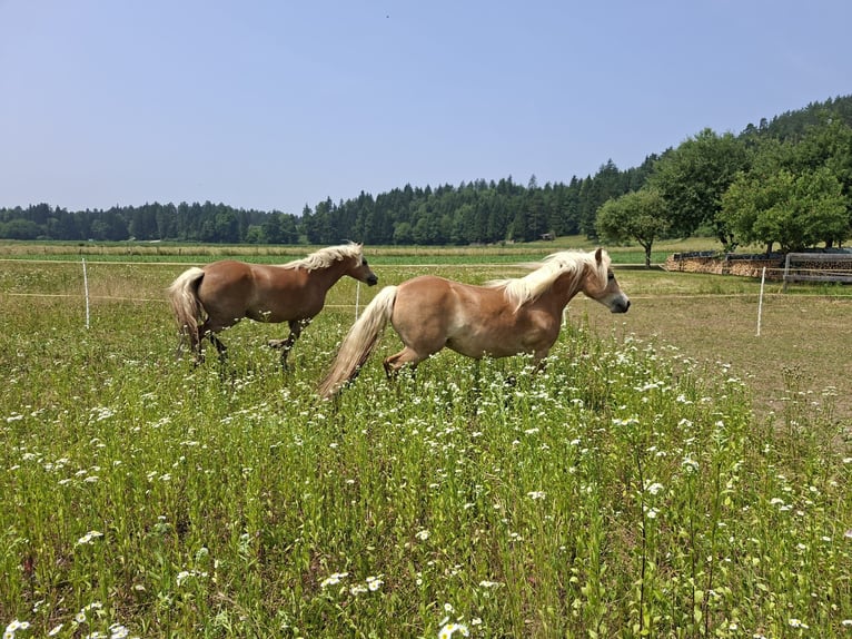 Haflinger Hengst 6 Jahre Fuchs in Bleiburg