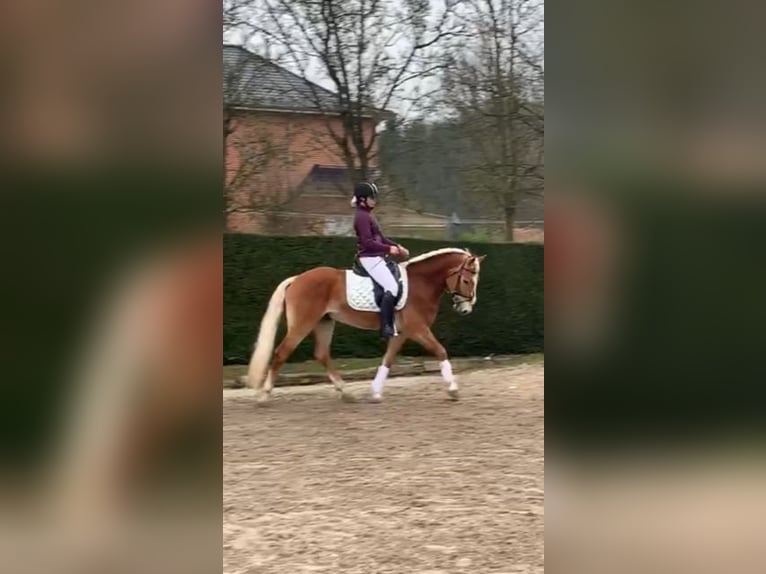 Haflinger Hengst 7 Jaar 156 cm Roodvos in veurne