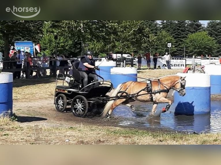 Haflinger Hengst 7 Jahre 148 cm Fuchs in Telgte