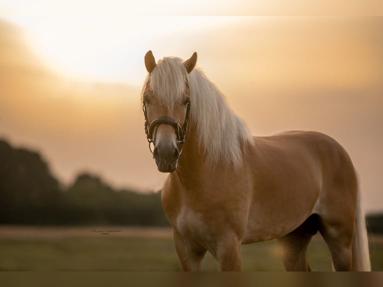 Haflinger Hengst 7 Jahre 153 cm Fuchs in Trebbin