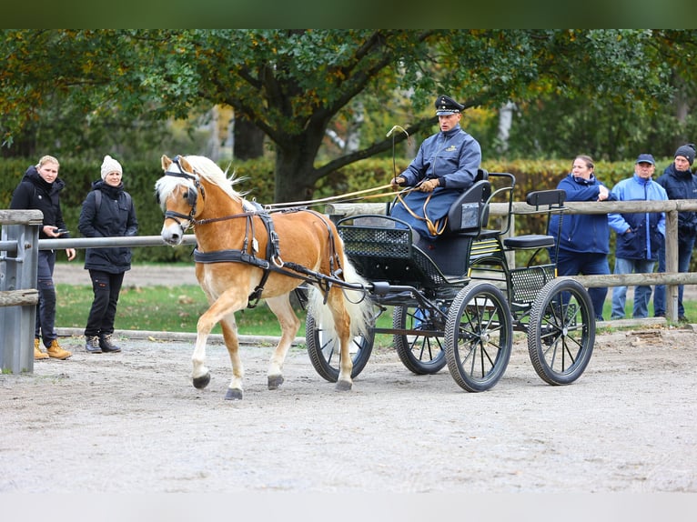 Haflinger Hengst 7 Jahre 153 cm Fuchs in Trebbin