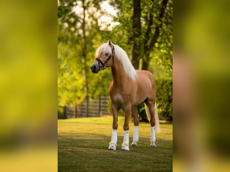 Haflinger Hengst 7 Jahre 153 cm Fuchs in Trebbin